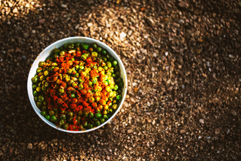 Jamtara Wilderness Camp: Erbsengericht