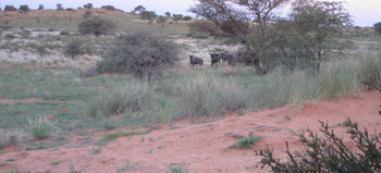 Kalahari Red Dunes Lodge: Gnus