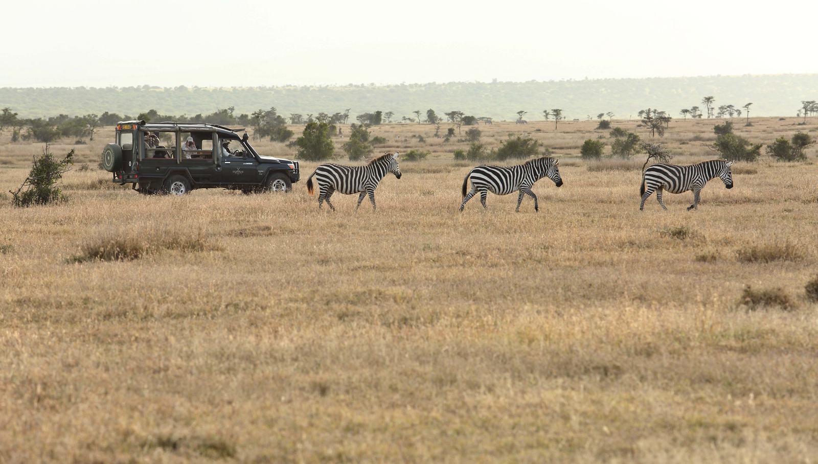 Kicheche Laikipia Camp Kicheche Laikipia Camp: Zebras