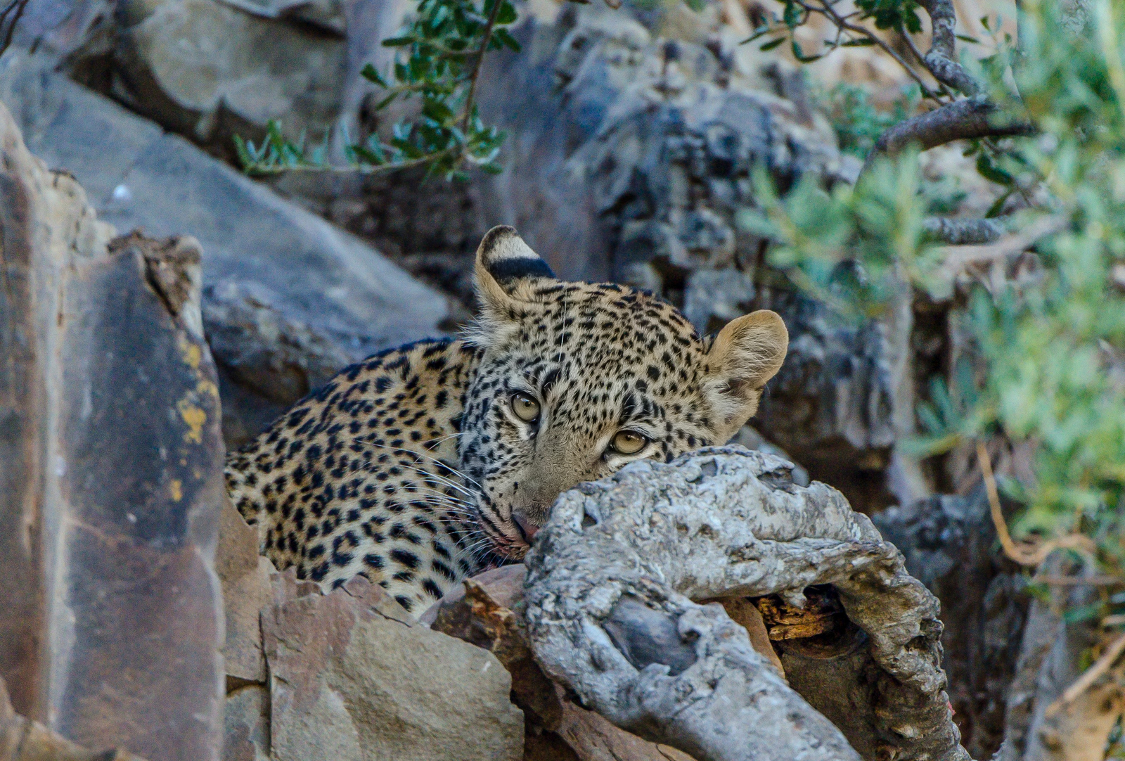 Kwandwe Private Game Reserve Kwandwe Private Game Reserve: Leopard