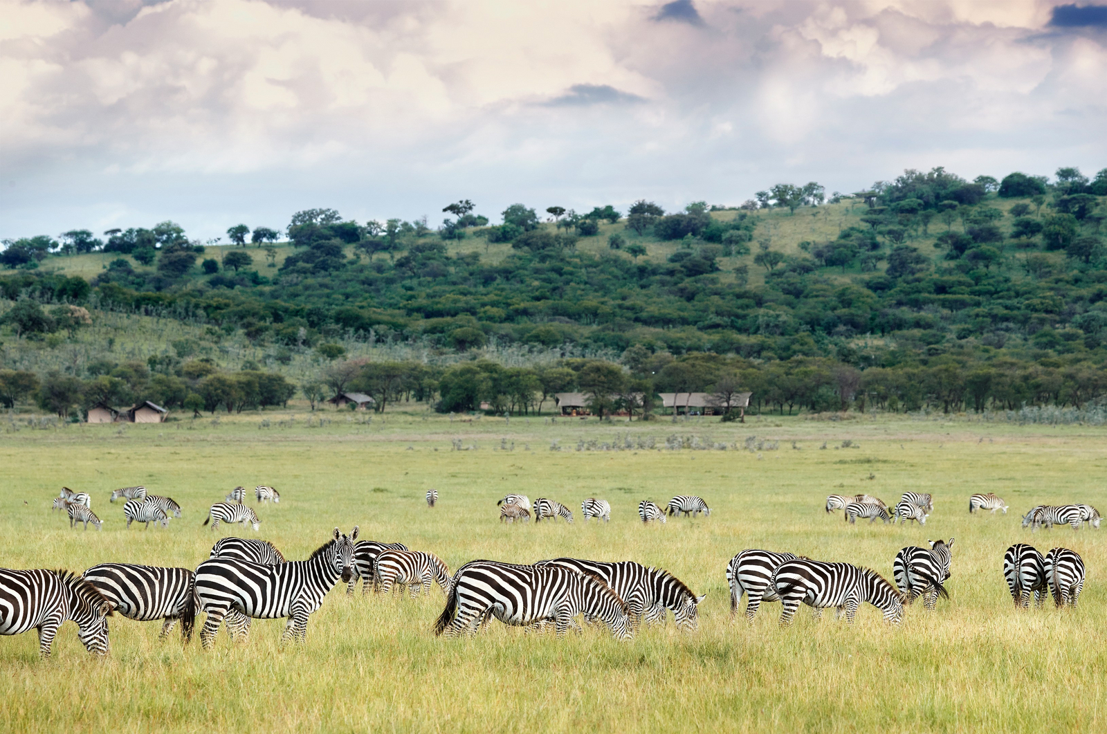 Laba Migration Camp Laba Migration Camp: Zebras in der Nähe des Camps