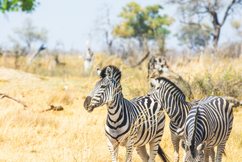 Lebala Camp Lebala Camp: Zebras