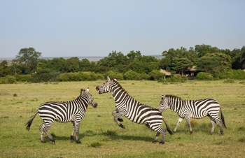 Mara Plains Camp: Rangelnde Zebras