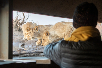 Mashatu Photographic Hide: Löwen auf kürzeste Distanz