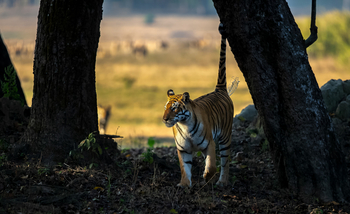 Meru Vann: Junger Tiger