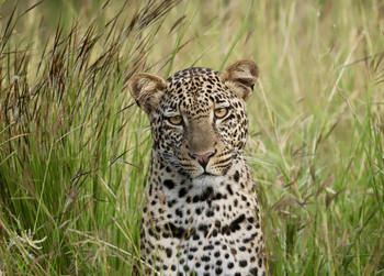 Mkomazi Wilderness Retreat: Wachsamer Leopard im hohen Gras
