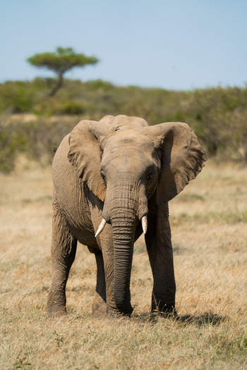 Naboisho Camp: Grasender Elefant