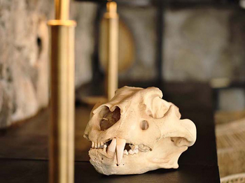 Namiri Plains Camp: Löwenschädel