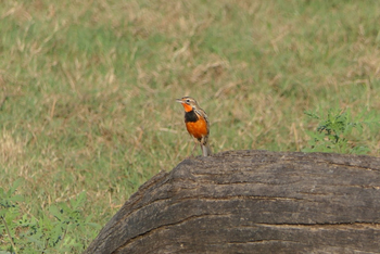 Nanzhila Lake Camp Nanzhila Lake Camp: Rosy-throated Longclaw