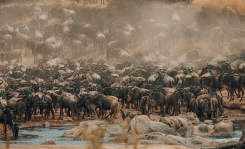 Nimali Mara Camp: Gnuherde