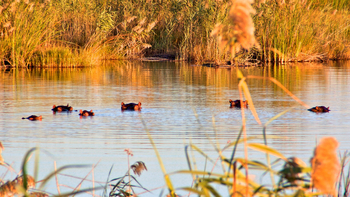 Nkasa Lupala Tented Lodge: Nilpferde