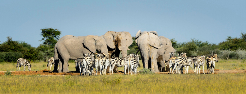 Nxai Pan Camp: Elefanten und Zebras Nxai Pan Camp: Elefanten und Zebras
