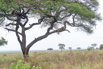 Oliver's Camp: .Löwin im Baum