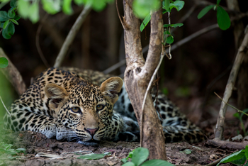 Royal Zambezi Lodge: Leopard liegt auf dem Boden
