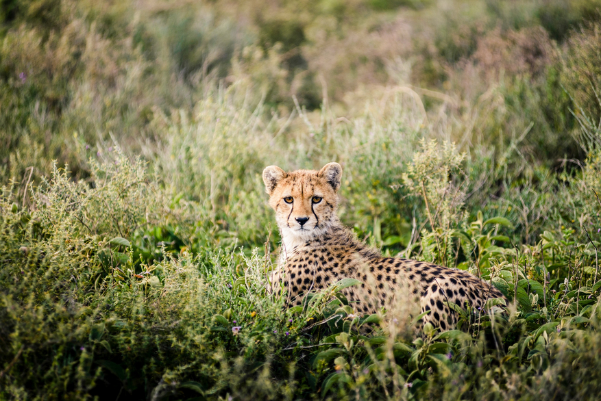 Sanctuary Kichakani Serengeti Camp