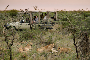 Sanctuary Tambarare Camp: Löwenfamilie
