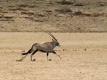Serra Cafema Serra Cafema: Galoppierende Oryxantilope