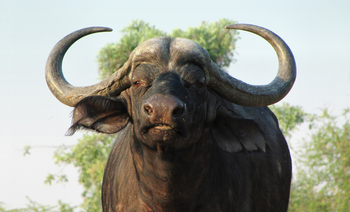 Setari Camp: Büffel