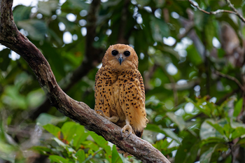 Sette Cama Eco Camp: Fischohreule