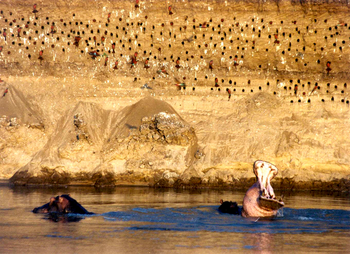 Shenton Safaris: Carmine Bee-Eater Hide