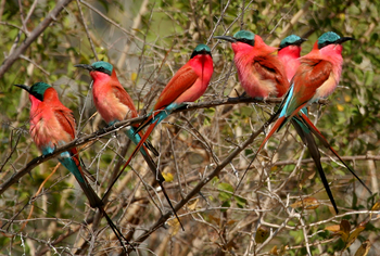 Shenton Safaris: Carmine Bee-Eater Hide
