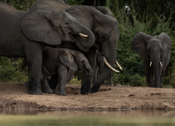 Sungani Lodge Sungani Lodge: Elefanten an der Tränke