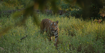 Svasara Jungle Lodge: Tiger unterwegs