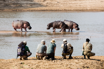 Takwela Camp Takwela Camp: Hippos