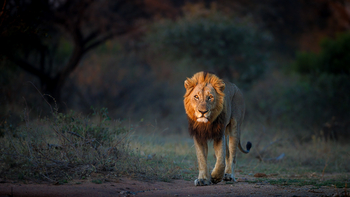 Tanda Tula Safari Camp: Licht im Löwengesicht