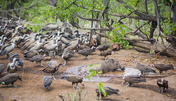 Victoria Falls Safari Lodge Victoria Falls Safari Lodge: Geierfütterung