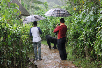 Volcanoes Bwindi Lodge: Ein Gorilla durchquert die Lodge