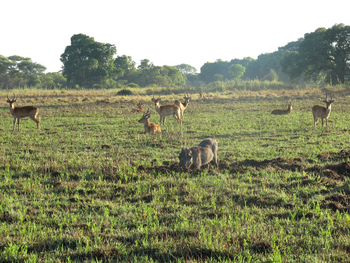 Wasa Lodge: Pukus und Warzenschwein