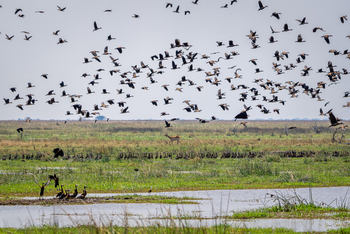 Mokete Camp: White-faced Whistling Ducks