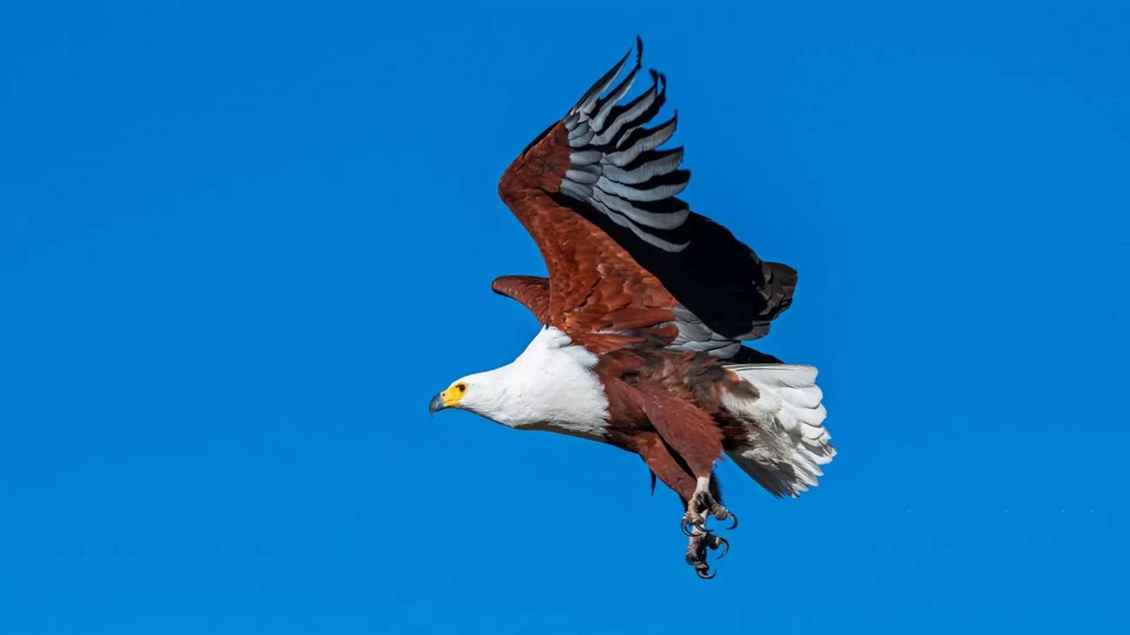 Xigera Safari Lodge Xigera Safari Lodge: Fischadler