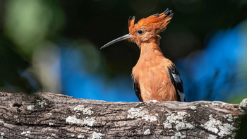Xigera Safari Lodge Xigera Safari Lodge: Wiedehopf
