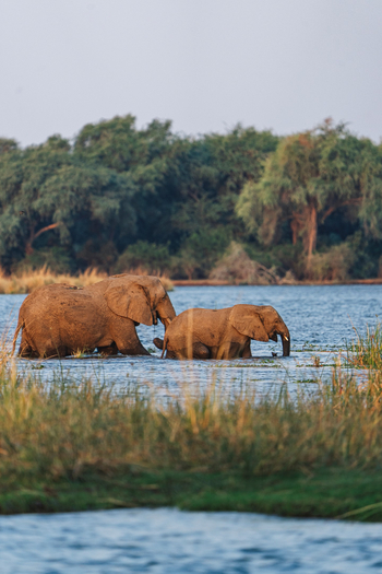 Anabezi Luxury Tented Camp: Elefanten im Zambezi