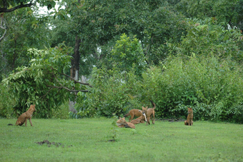 Nagarhole National Park: Wildhunde