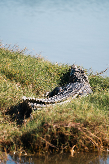 Azura Benguerra Island: Krokodil