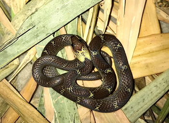 Bamboo Forest Safari Lodge: Yellow-collared Wolfsnake