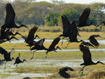 Busanga Bush Camp: Klaffschnabelstörche