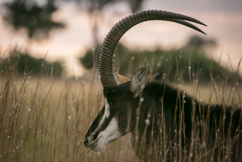 Bushman Plains Camp: Rappenantilope