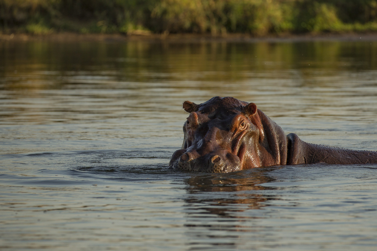 Classic Zambia Safaris Classic Zambia Safaris: Nilpferd