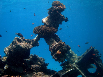 Fundu Lagoon: Tauchen