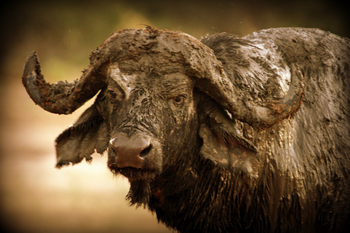 Goliath Tented Camp Goliath Tented Camp: Büffel nach einem Schlammbad