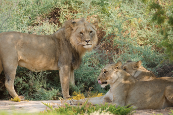Hoanib Valley Camp Hoanib Valley Camp: Wachsende Mähne