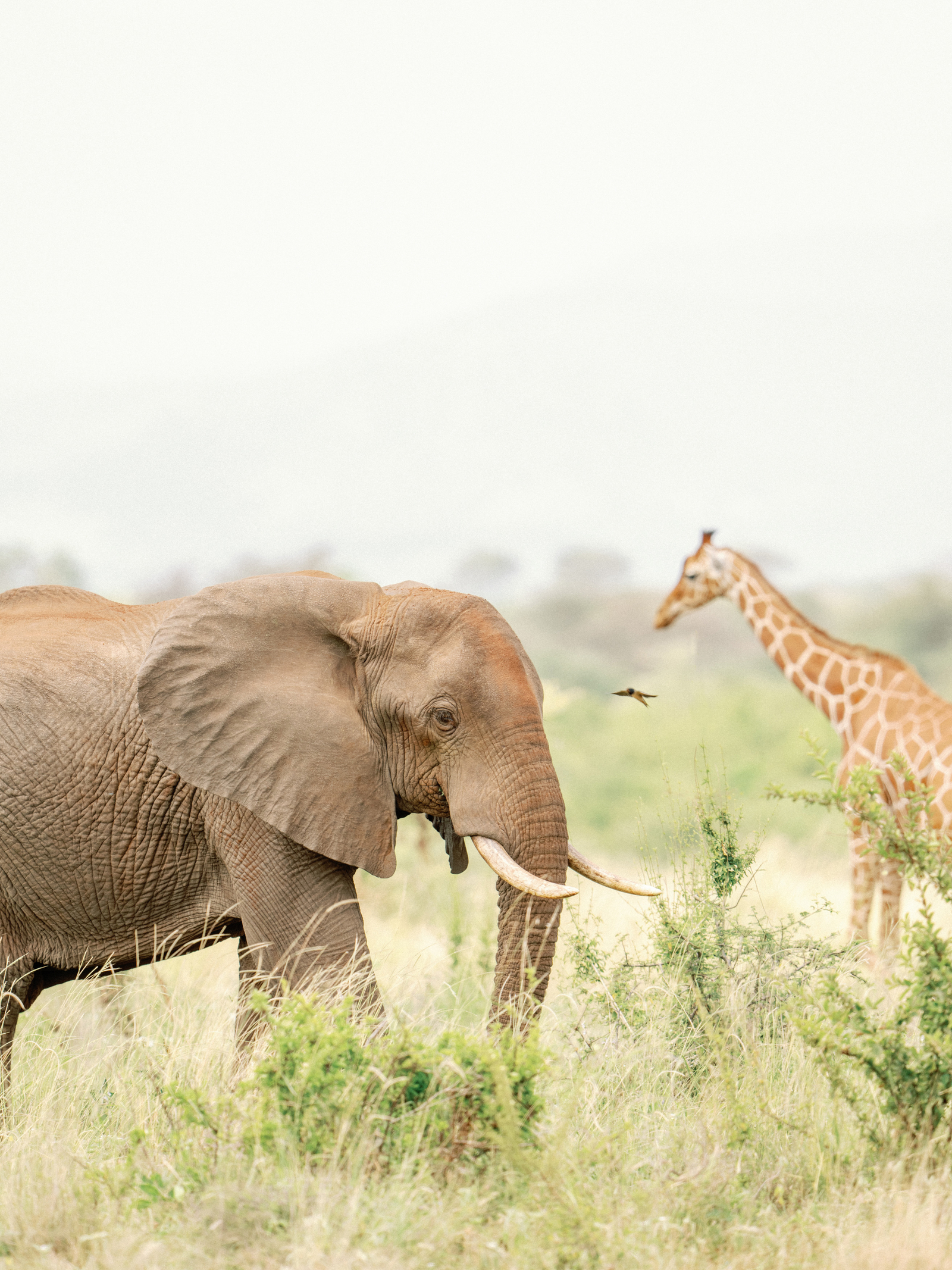 Elewana Elsa's Kopje Elewana Elsa's Kopje