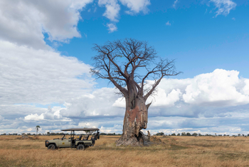 Kiri Camp: Zerfressener Baobab