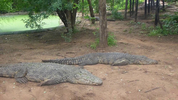 Kubu Lodge: Krokodilfarm