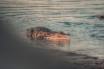 Lebala Camp Lebala Camp: Krokodil