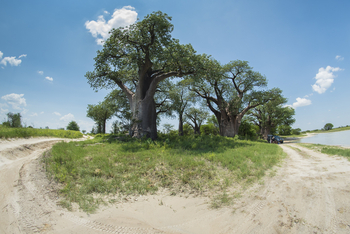 Leopard Plains: Baines Baobabs